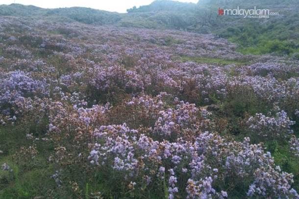 'Breathtaking': Neelakurinji blooms first time in 12 years