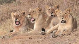 Gujarat news, Ahmedabad news, Gujarat, Gir lions, Gir forest, Gir forest gujarat, Asiatic lion, Asiatic lions Gir, Gir forest lions, indian express