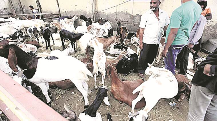 Had withdrawn consent given to mechanised vessels to ferry livestock: DG submits in Gujarat HC