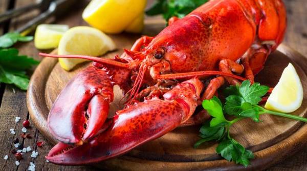 restaurant gets lobsters high on marijuana before killing them, lobster, marijuana, lobster smokes marijuana, indian express, indian express news
