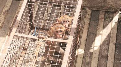 monekys, chandigarh secretariat, indian express, chandigarh news, monkeys in chandigarh