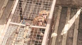 Monkeys, monkeys in delhi, delhi monkeys, monkey bite, monkey bites delhi, Monkey Menace, NDMC, forest department, sdmc, asola sanctuary, Asola Wildlife Sanctuary, delhi high court, sterilisation, jungles, animal rights, delhi news, Indian Express News