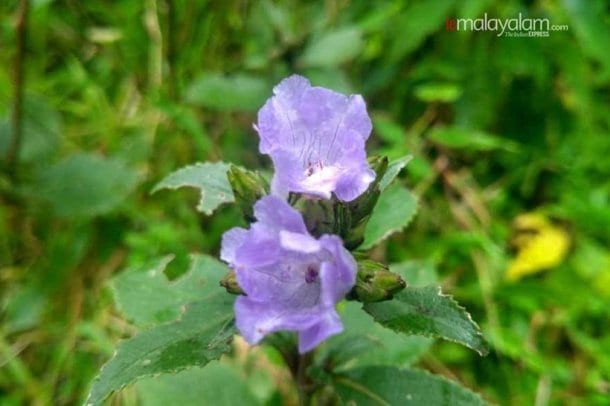 'Breathtaking': Neelakurinji blooms first time in 12 years