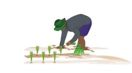 Kharif crops in Gujarat, Kharif crop cotton and paddy, water intensive crop cotton and paddy, Gujarat agriculture, Gujarat irrigation, Sardar Sarovar Narmada Nigam Limited, gujarat monsoon, Gujarat agriculture, Ahmedabad, Indian Express