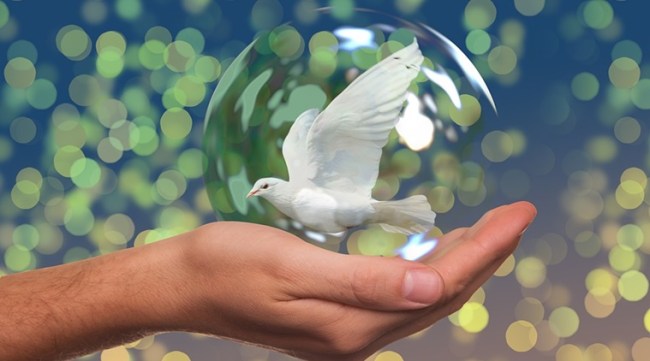 International Peace Day, Peace Day, Peace courses, Academic courses on Peace, Jamia Milia Islamia