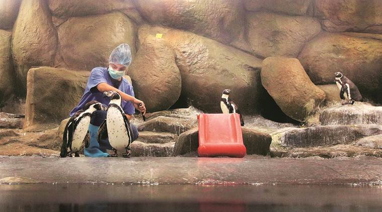 Happy feet in Byculla: Watching over Mumbai zoo’s celebrity penguins
