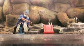 It’s all fun and games till it’s time to feed the birds — that is when Kale has to bear an occupational hazard. (Express photo/Amit Chakravarty)