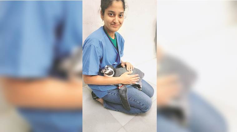 Happy feet in Byculla: Watching over Mumbai zoo’s celebrity penguins