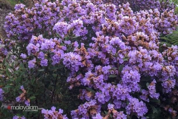 'Breathtaking': Neelakurinji blooms first time in 12 years