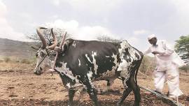 Pune Farmers, pune rains, pune farming, pune crop-producing districts, maharashtra farmers