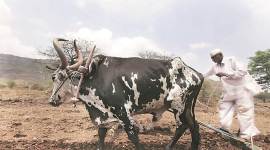 Pune Farmers, pune rains, pune farming, pune crop-producing districts, maharashtra farmers
