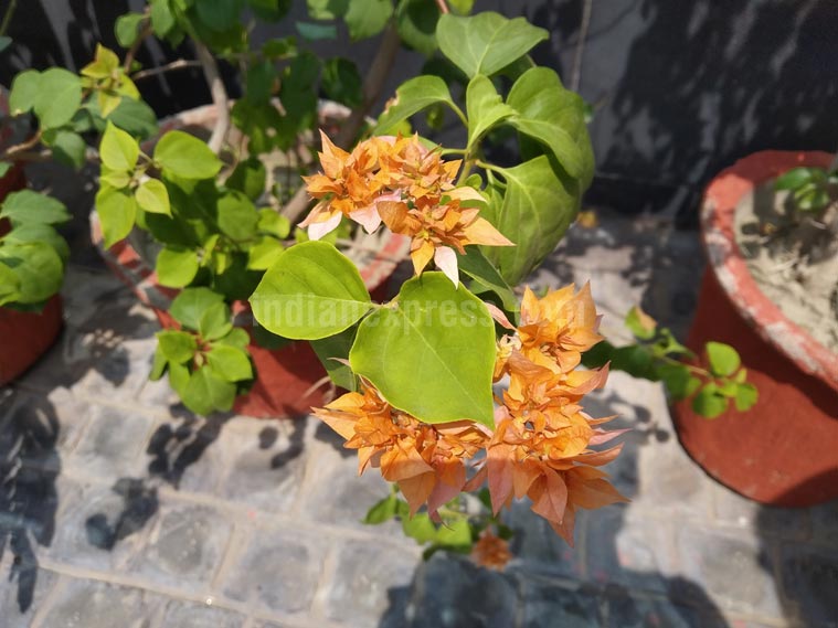 Redmi 6 Pro, Redmi 6 Pro price, Redmi 6 Pro price in India, Redmi 6 Pro sale, Redmi 6 Pro specifications, Xiaomi, Redmi 6 Pro vs Redmi Note 5