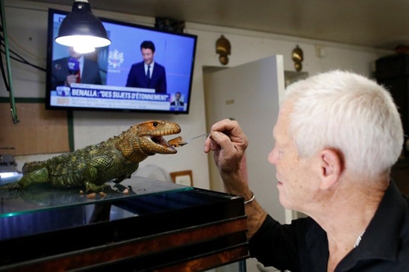 Scaly, scary lodgers: Frenchman shares home with 400 reptiles