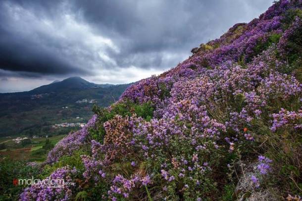 'Breathtaking': Neelakurinji blooms first time in 12 years