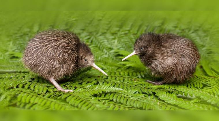 Small Wonder: What threatens the existence of New Zealand's pint-sized  bird? | Eye News,The Indian Express