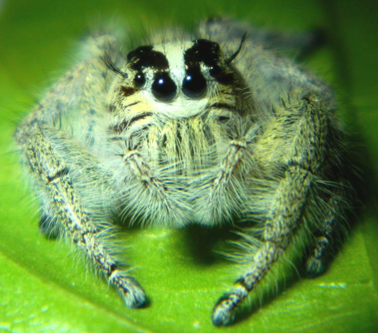 Hyllus diardi, Jumping Spider, Assam