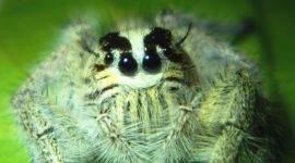 Hyllus diardi, Jumping Spider, Assam