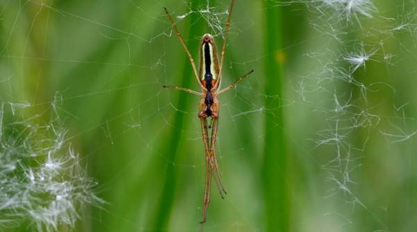 Spider mating leaves Greek beach covered in webs, Greece, spider mating, spiders in Greece, bizarre news, bizarre animal news, indian express, indian express news