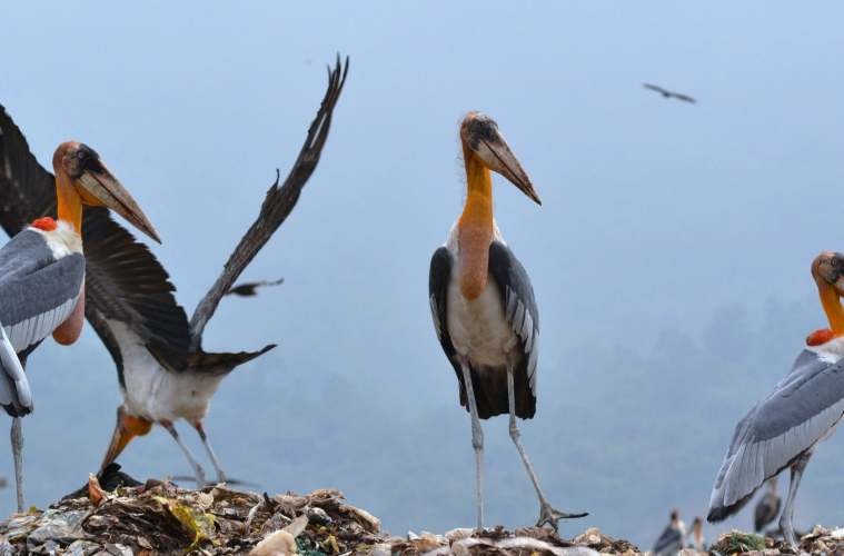 Greater Adjutant Stork, Hargilla, Assam