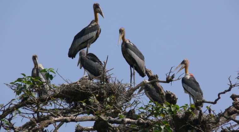 Assamese Sex Lokelsex - Guwahati counts its 'ugly old bird' annually â€” and this year it's good news  | North East India News - The Indian Express