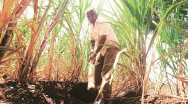 Maharashtra: Cash-strapped sugar mills issue notices for 'sugar-for-cash' scheme 