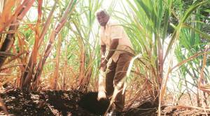 Sugar output seen sinking to three-year low next season