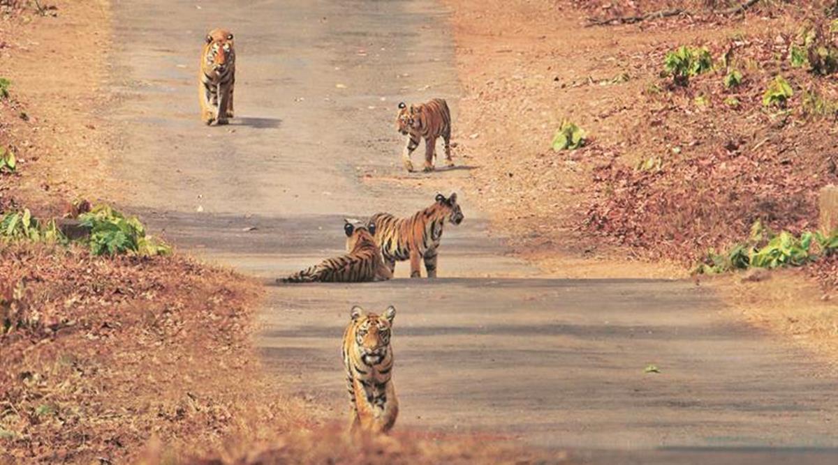 Tigers at Tadoba-Andhari Tiger Reserve.
