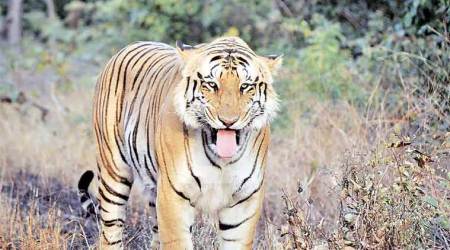 Brahmapuri tigress attack, Melghat Tiger Reserve, E1 tigress capture, Human animal conflict, environment, indian express