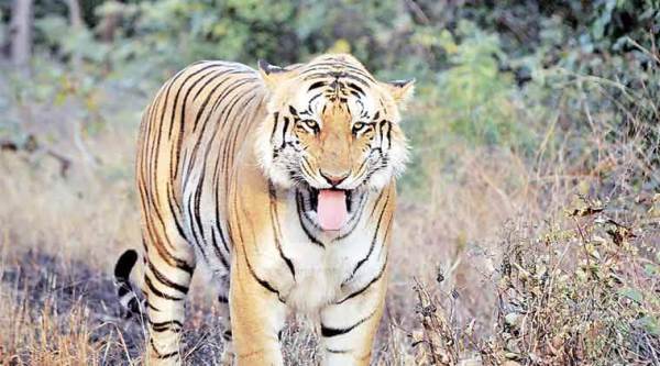 Tigress Avni, Tigress T shot dead, Avni cubs, Yavatmal tigress, AAP, Mumbai AAP, AAP leader Preeti Menon, Indian ExpressÂ 