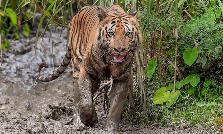 As matter awaits in SC, Maharashtra's 'man-eater' tigress counts on luck