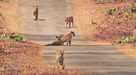 Tigers at Tadoba-Andhari Tiger Reserve. (Kiran Ghadge)
