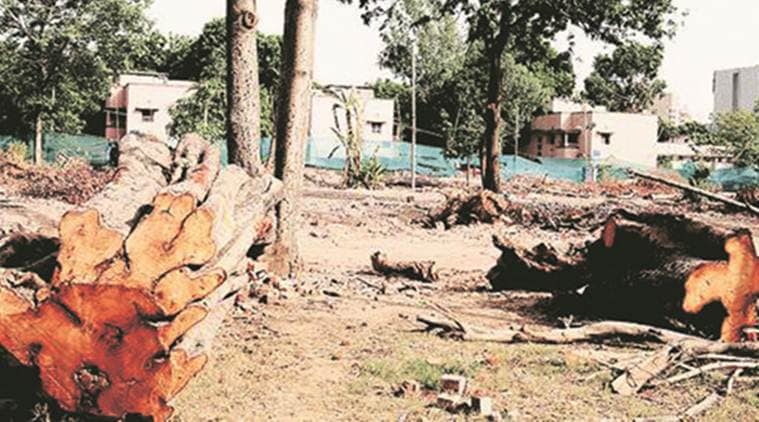 Tree felling order only for 7 housing projects: Delhi High Court