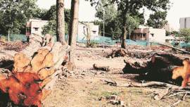 Mumbai: Book officers felling trees illegally, says mayor