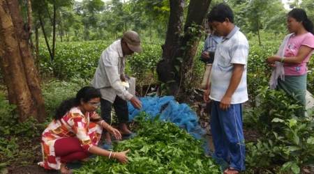 Choked of coal, Tripura tea industry looks for alternatives