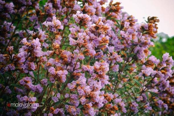 'Breathtaking': Neelakurinji blooms first time in 12 years