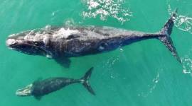 baby killer whale dead, ailing orca dead, endangered killer whale, killer whales in Pacific Northwest, Killer whales in Pacific, endangered animals, World News, Indian Express