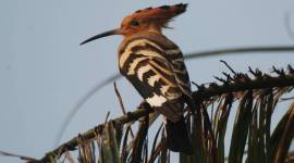 woodpecker woodpecker, hoopoes, Africa, Europe, central Asia, salim ali, grasshopper, larvae, jungles, birds, indian express, indian express news