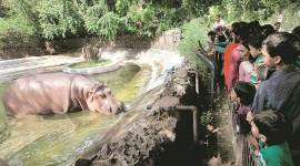 delhi zoo, delhi high court zoo, delhi zoo animal death, delhi zoo documents, indian express, delhi news