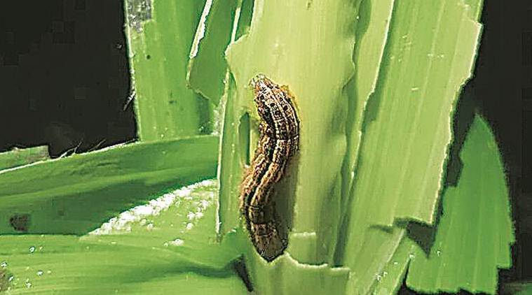 fall armyworm, manipur crops. crop damage, fall armyworm crop damage, pest attack, Manipur crops, Maize crops, Indian Express
