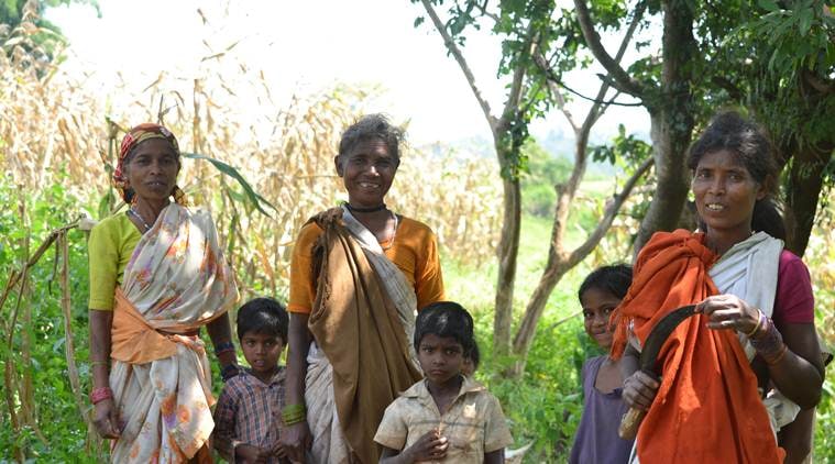 ‘Forgotten’ Kodo-Kutki millets on a comeback trail in this MP tribal belt