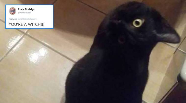 optical illusion, crow cat illusion, crow cat optical illusion, viral cat picture, viral cat video, viral black cat picture