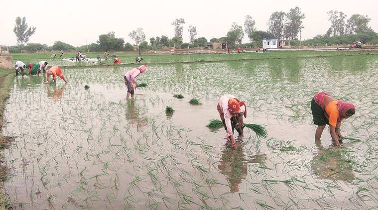 More women work in Gujarat farms as men leave for greener pastures