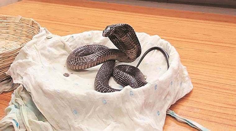 Man kills wife using cobra, man kills wife in kerala, kerala crime news, kerala news, indian cobra, russel’s viper, indian express