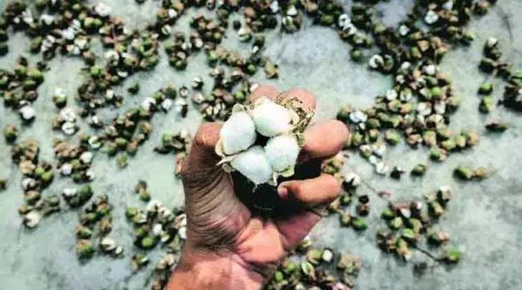 maharashtra crops, cotton, cotton farmers, cotton farmer, gm cotton production, genetically modified (GM) cotton hybrids, GM Cotton farmers, cotton farming