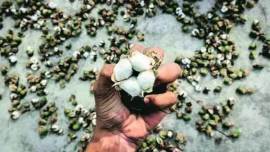 cotton, cotton crop, cotton price, monsoon, maharashtra weather, cotton monsoon, indian express