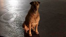 Gold digging dog, Gold digging at MacDonald, gold digging dog pretends to be stray, pet dog pretends to be stray., viral dog story, cute dogs, gold digger dog, indian express, indian express news