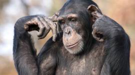 down in jungleland animals, unusual names, weird names we call animals by, ford mustang, AC Cobra, the Ford Falcon, the Jaguar, the Dodge Cougar, Volkswagen Beetle, indian express, indian express news