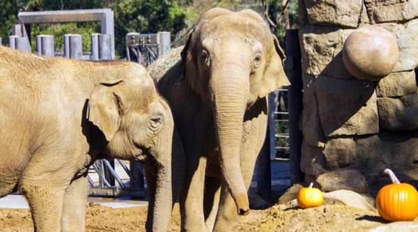 'Beloved' 47-yr-old Indian elephant dies in California zoo