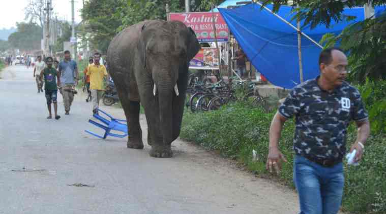 Elephant straying from Nepal jungles kills five in Bihar's Supaul over last two days