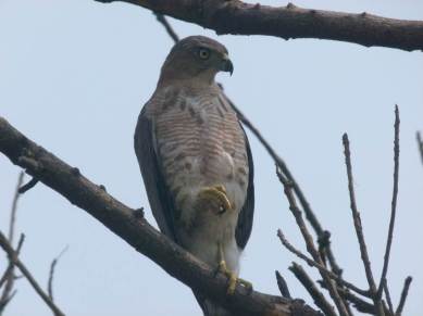 Yamuna Biodiversity Park, Plain Tiger butterfly, bird flew off, “shallow water body, Northern Ridge, Dragonflies, tawny , Michelin man, indian express, indian express news